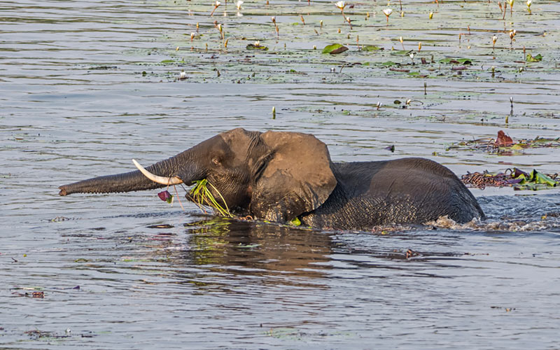Elephant eating in the water