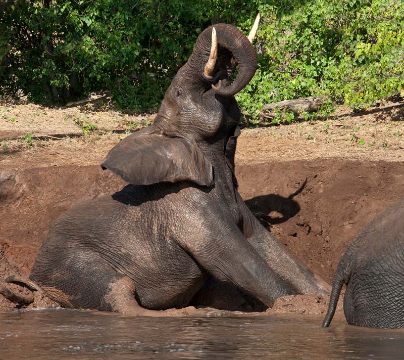 A mud bath for an elephant