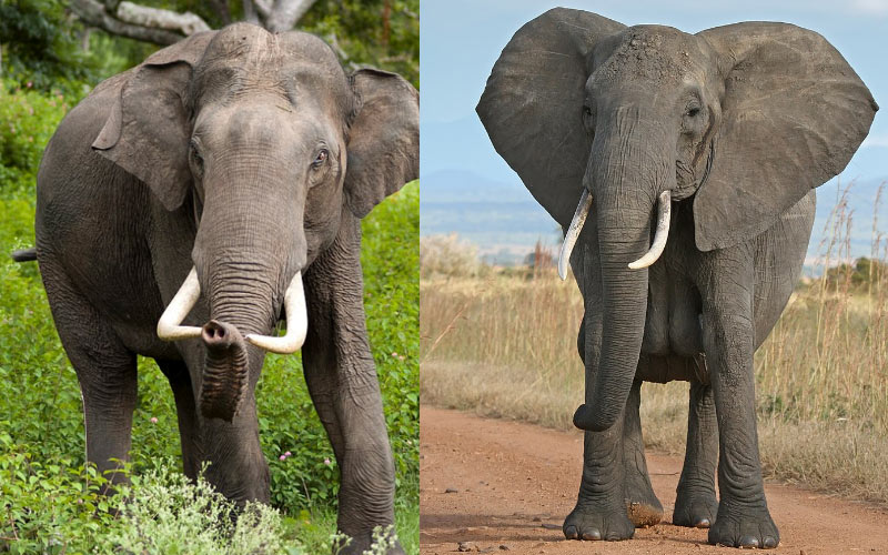 both-types-of-elephants-asian-and-african