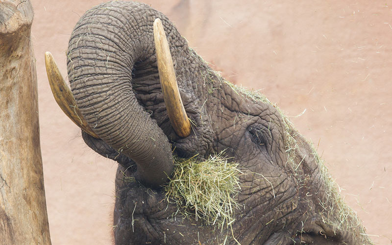 Look at this beauty having a snack.