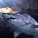 40+ Interesting Shark Facts for Kids