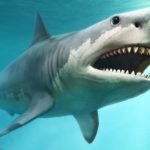 40+ Interesting Shark Facts for Kids