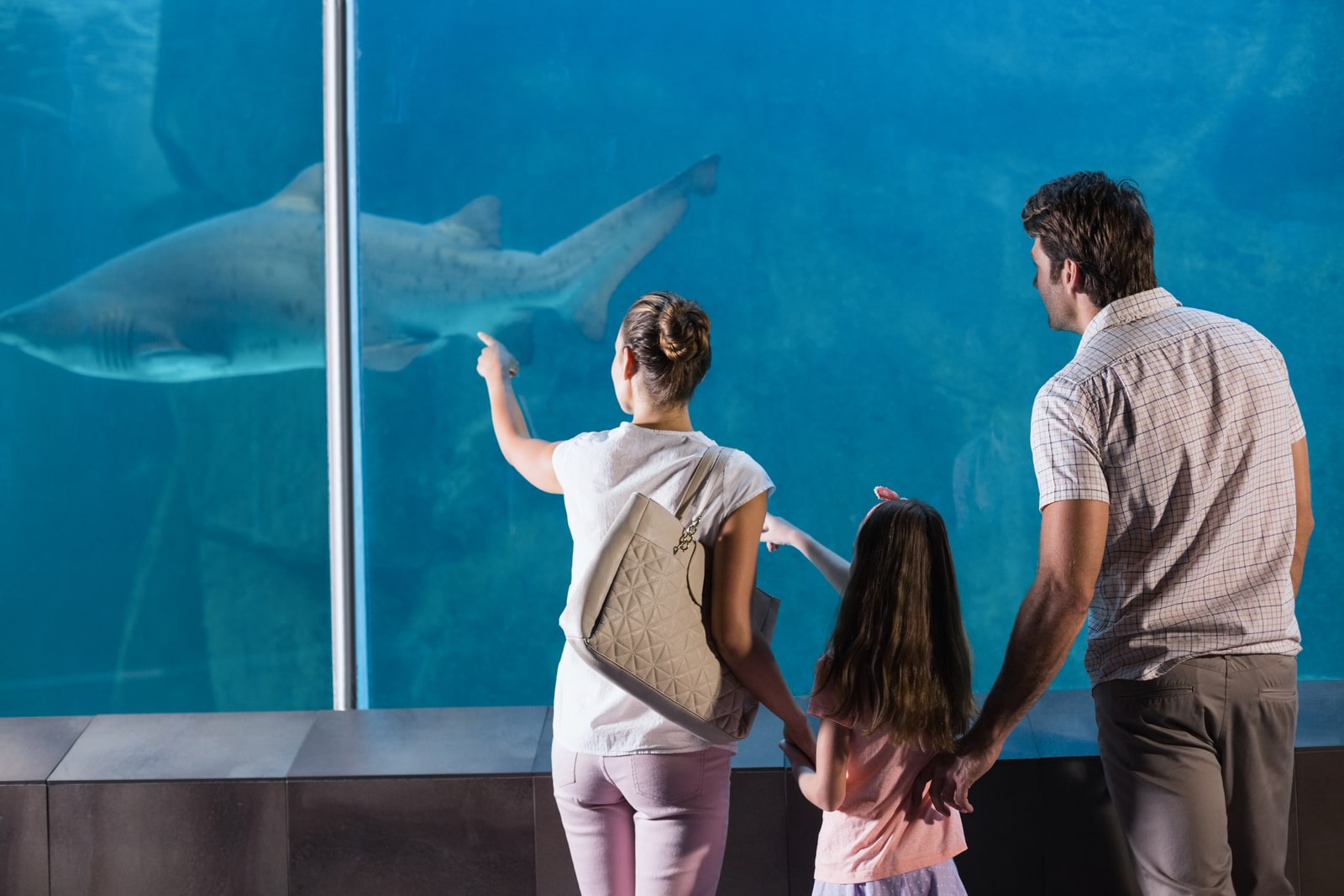 Interesting Shark Facts for Kids