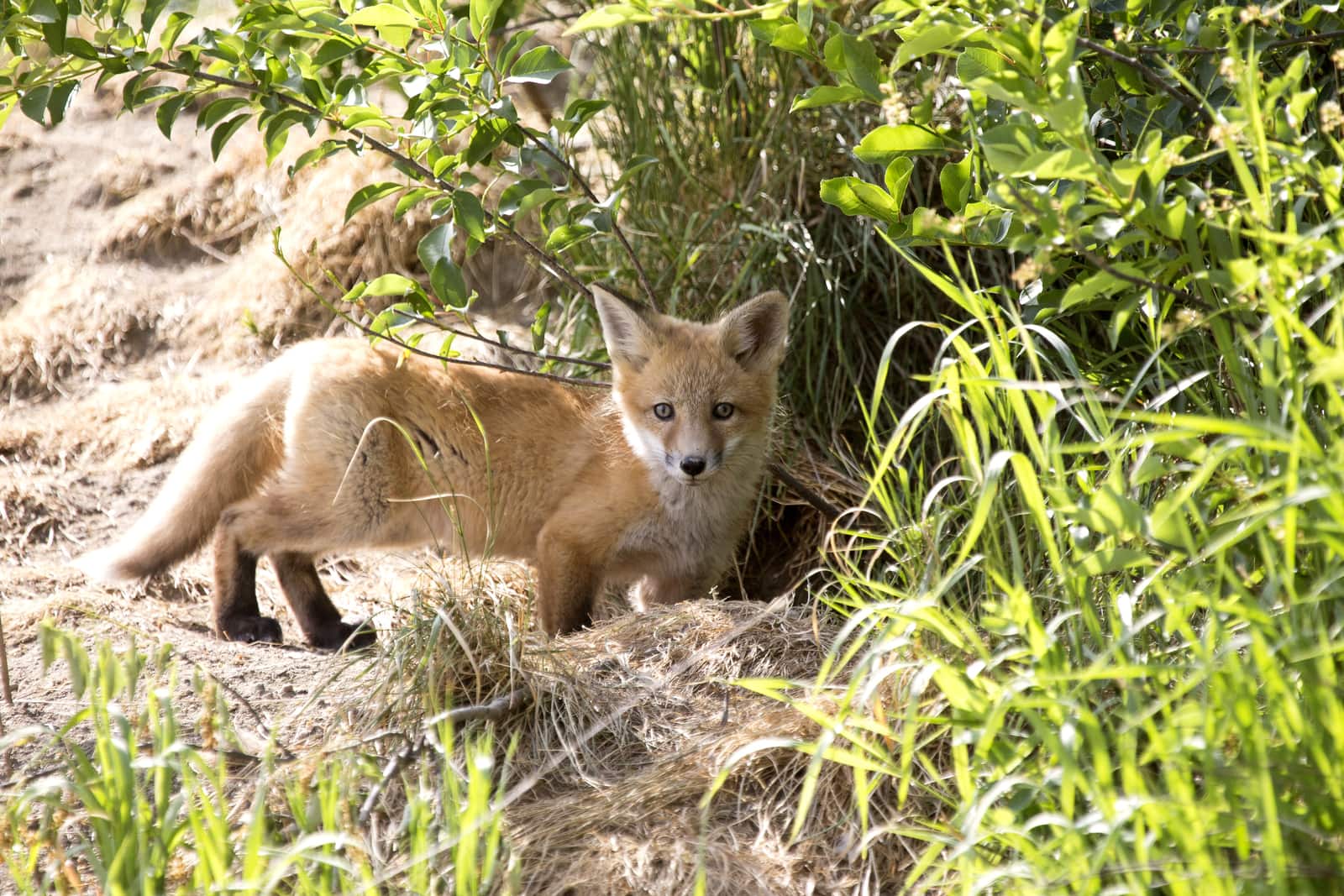 40+ Mind Blowing Fox Facts for Kids - ChildFun