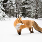 40+ Mind Blowing Fox Facts for Kids