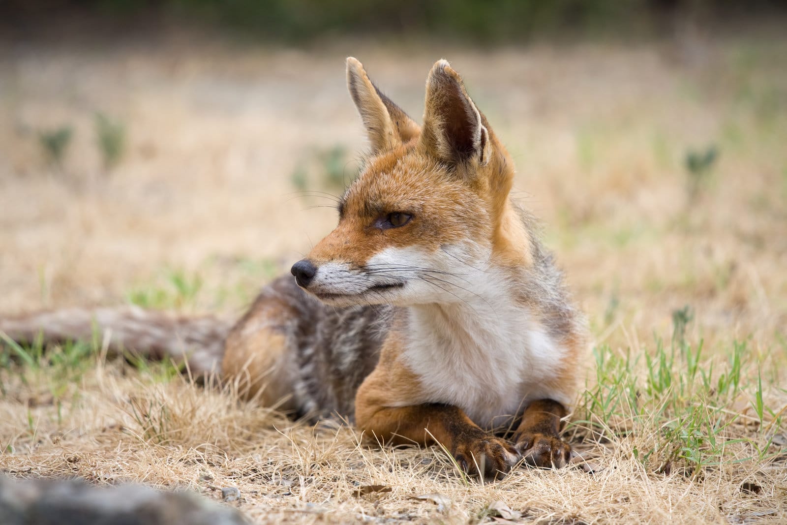 Mind Blowing Fox Facts for Kids
