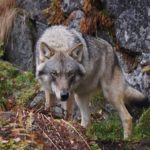 20+ Interesting Wolf Facts for Kids