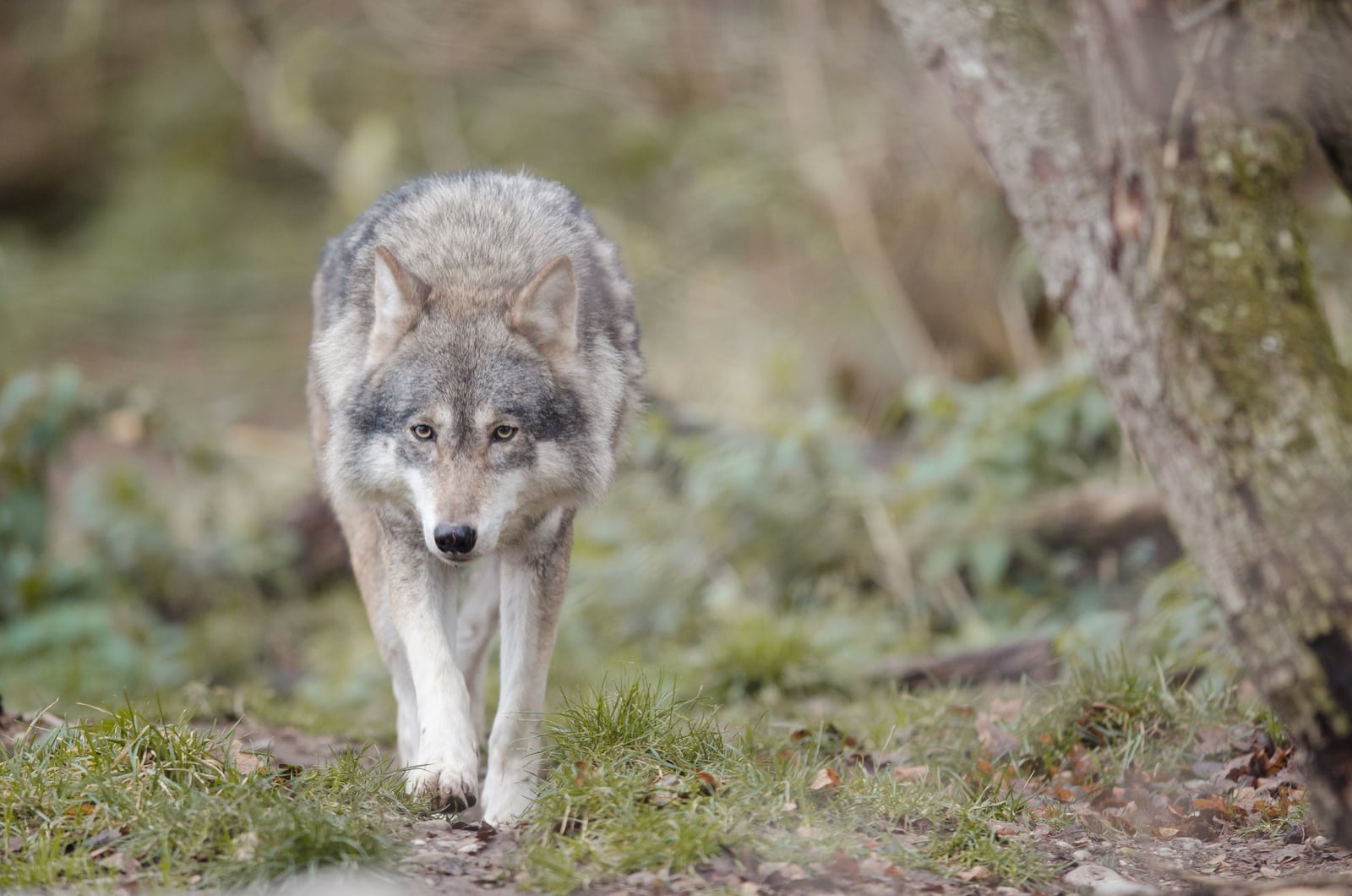 20+ Interesting & Fun Wolf Facts for Kids - ChildFun