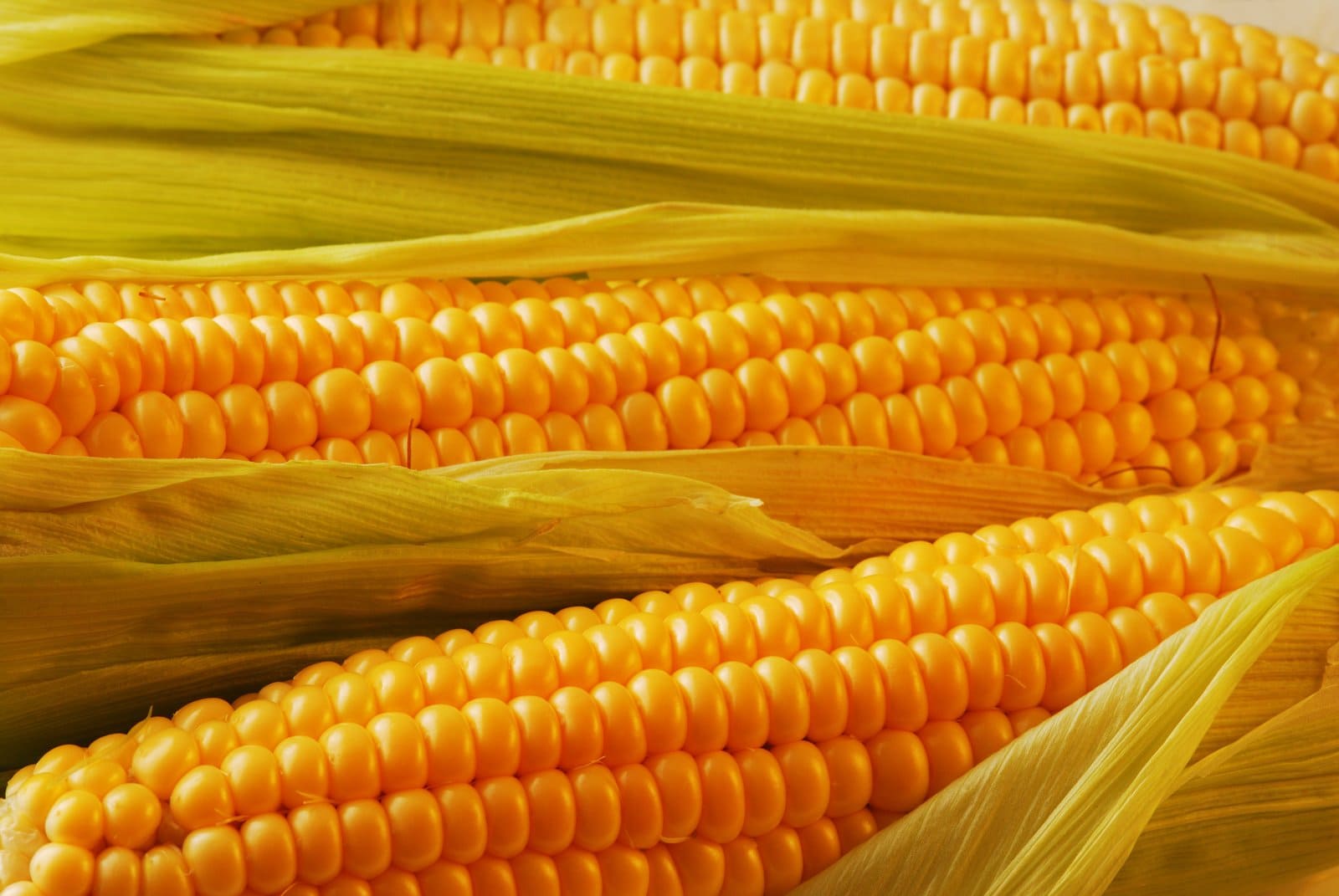 Creative Corn Puns That Will Make You Pop!