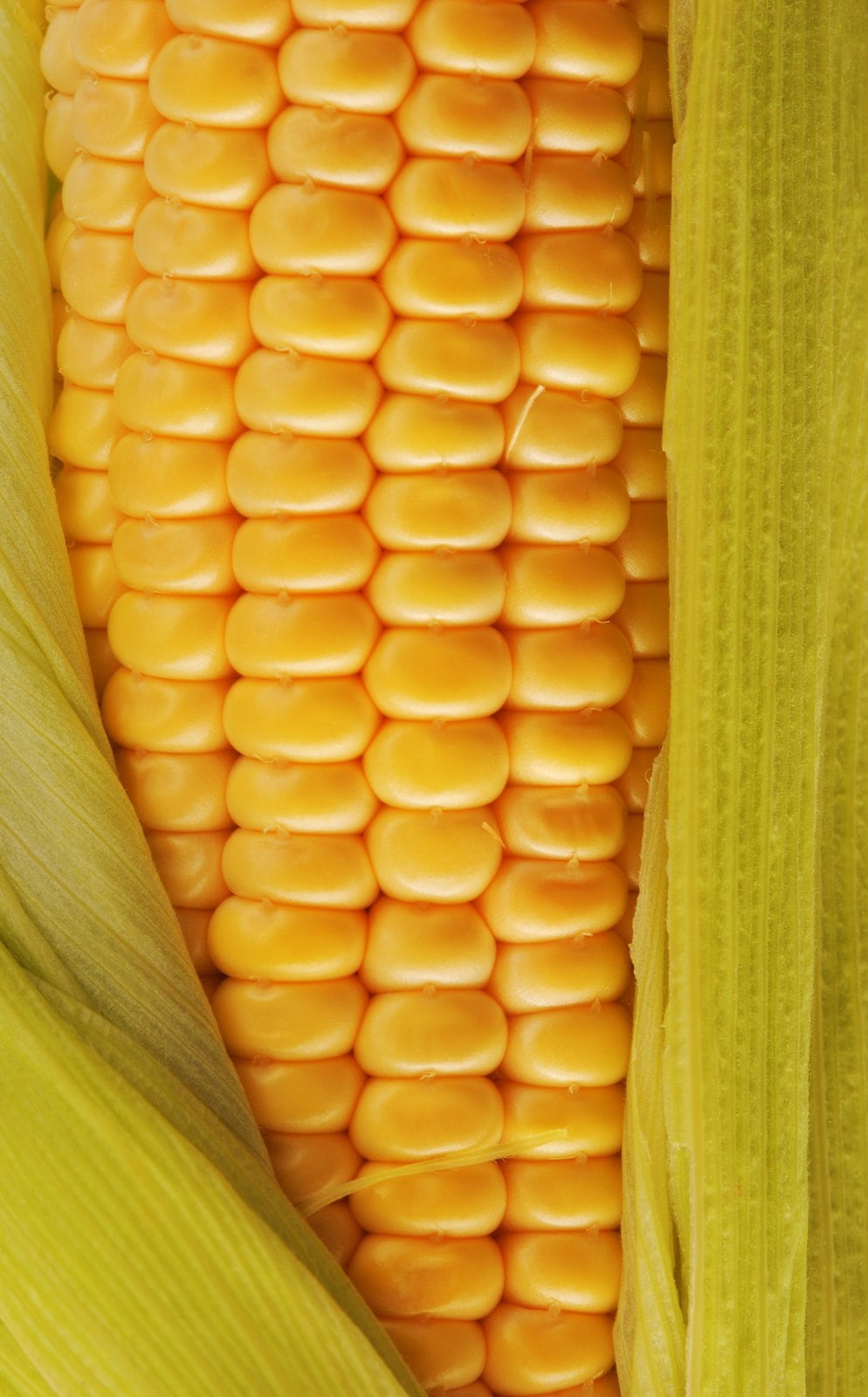 Creative Corn Puns That Will Make You Pop!