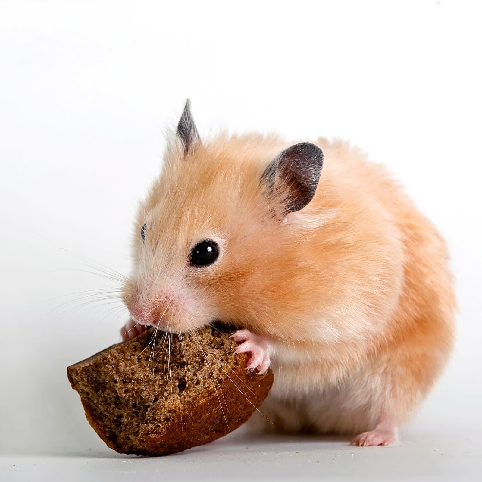 Creative and Cute Hamster Names