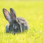 45 Cute Bunny Puns That Will Put the Hop in Your Step Cute Bunny Puns That Will Put the Hop in Your Step
