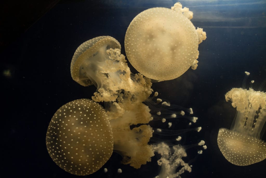 Fun Facts About Jellyfish For Kids ChildFun