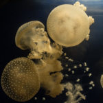 Fun Facts About Jellyfish for Kids