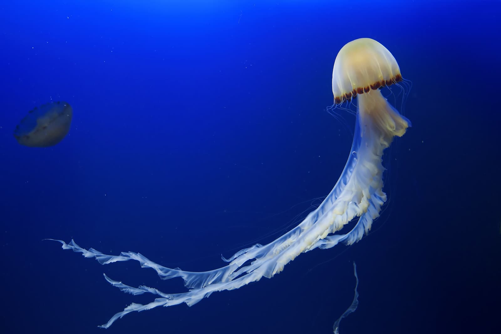 Fun Facts About Jellyfish for Kids