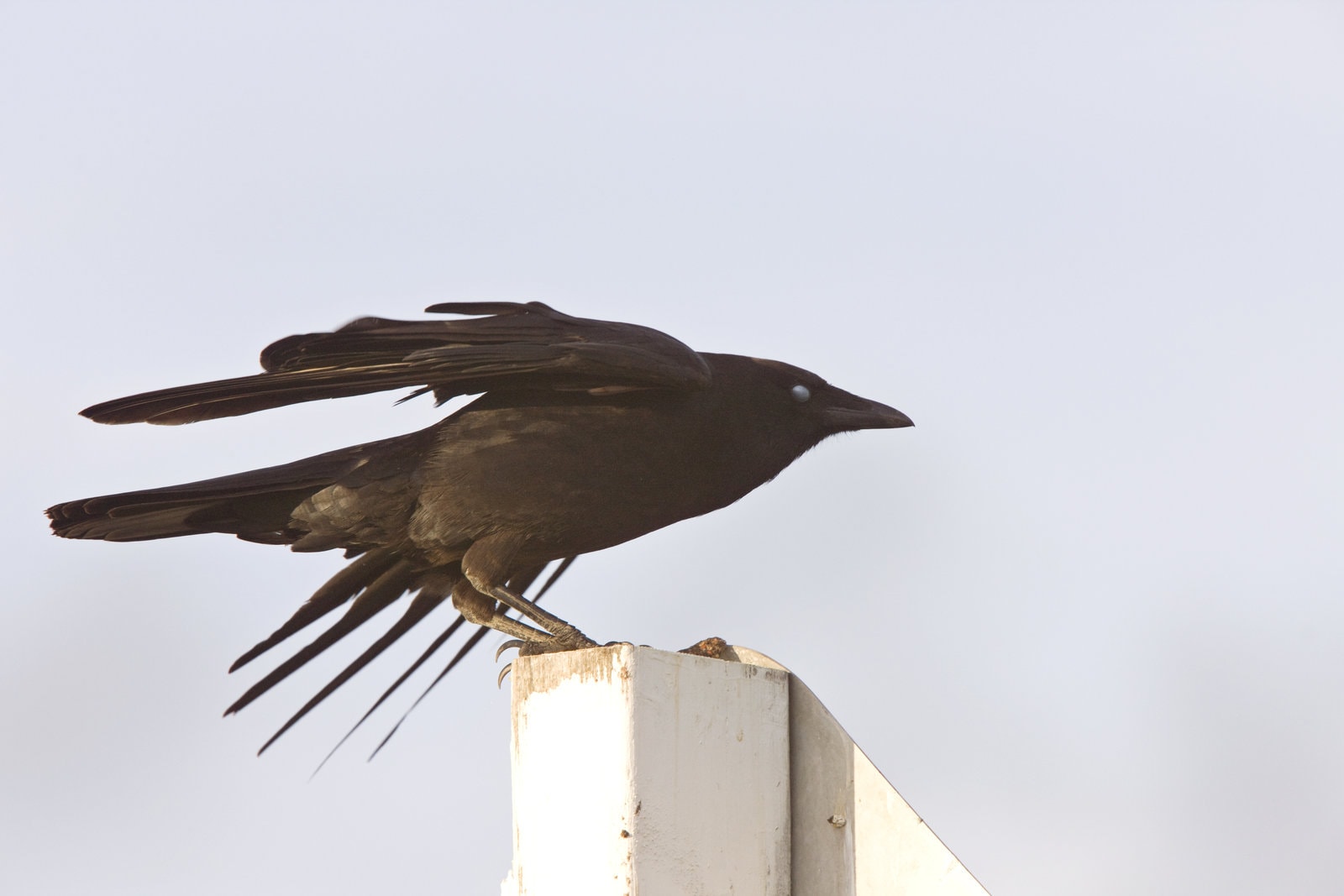 Funny Crow Puns That Will Make You Caw