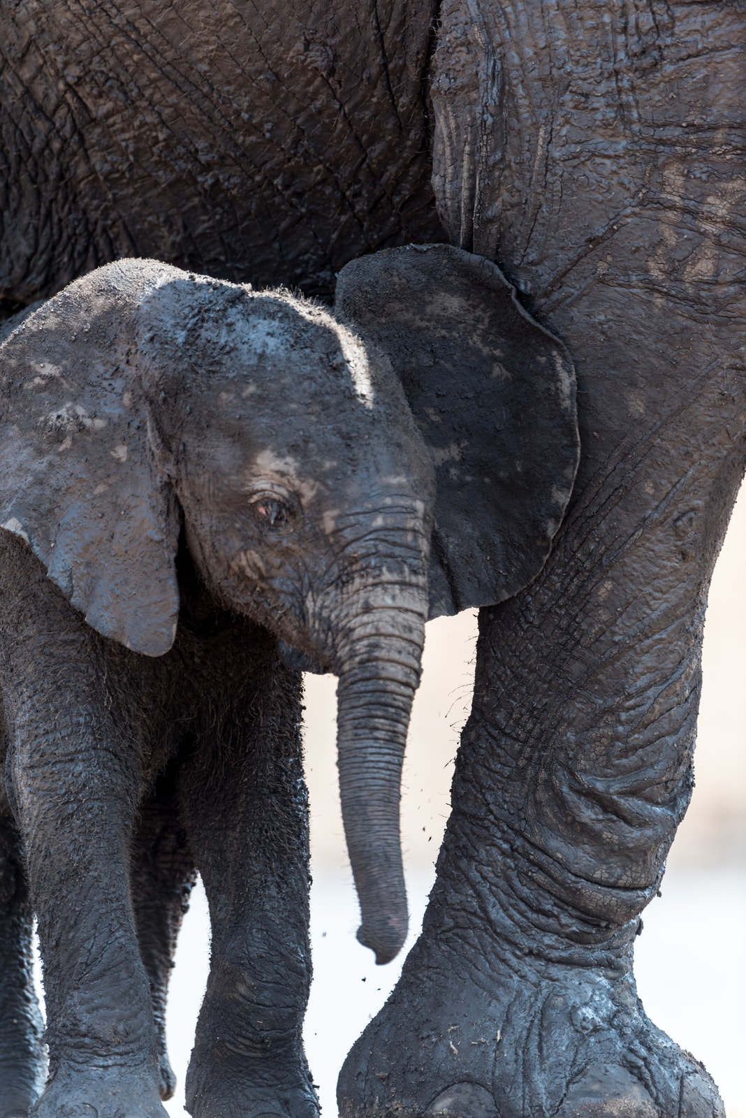 Funny Elephant Puns That Will Make You Trumpet with Laughter