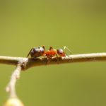 Interesting Ant Facts for Kids