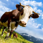 Interesting Cow Facts for Kids