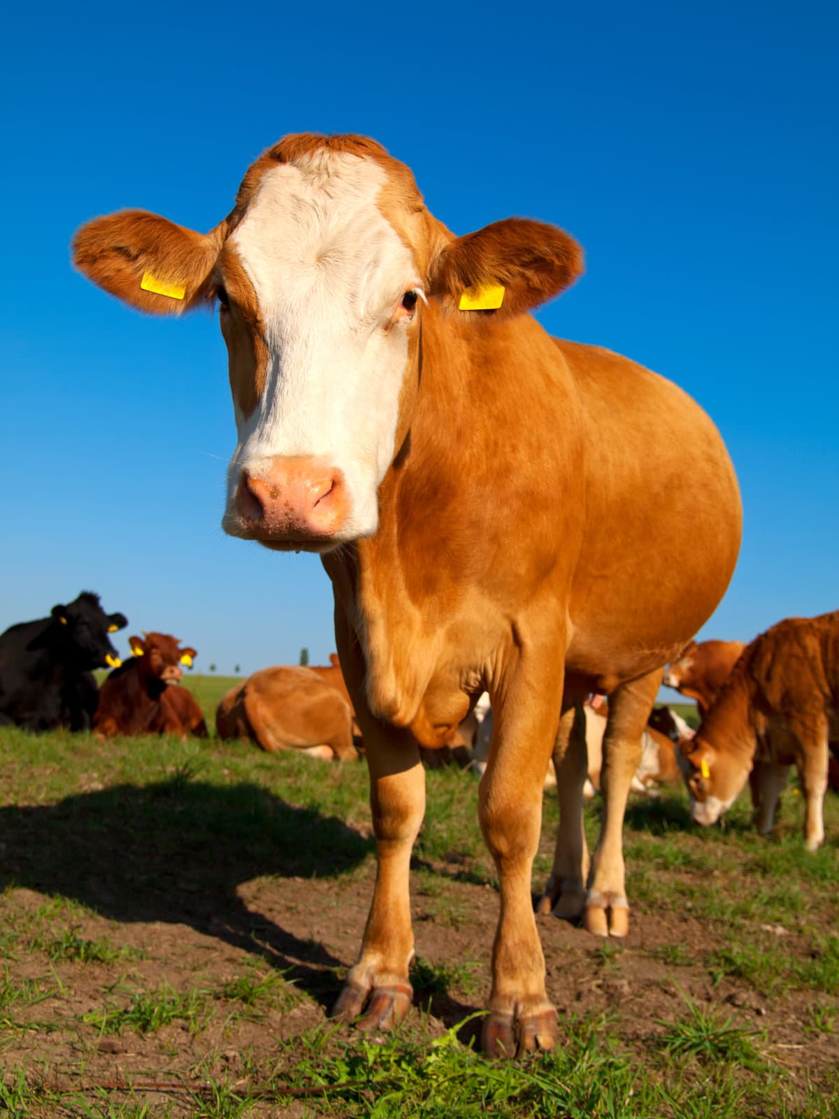 Interesting Cow Facts for Kids