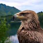 Interesting Eagle Facts for Kids