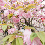 Interesting Facts About Spring for Kids