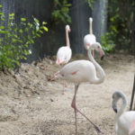 Interesting Flamingo Facts for Kids