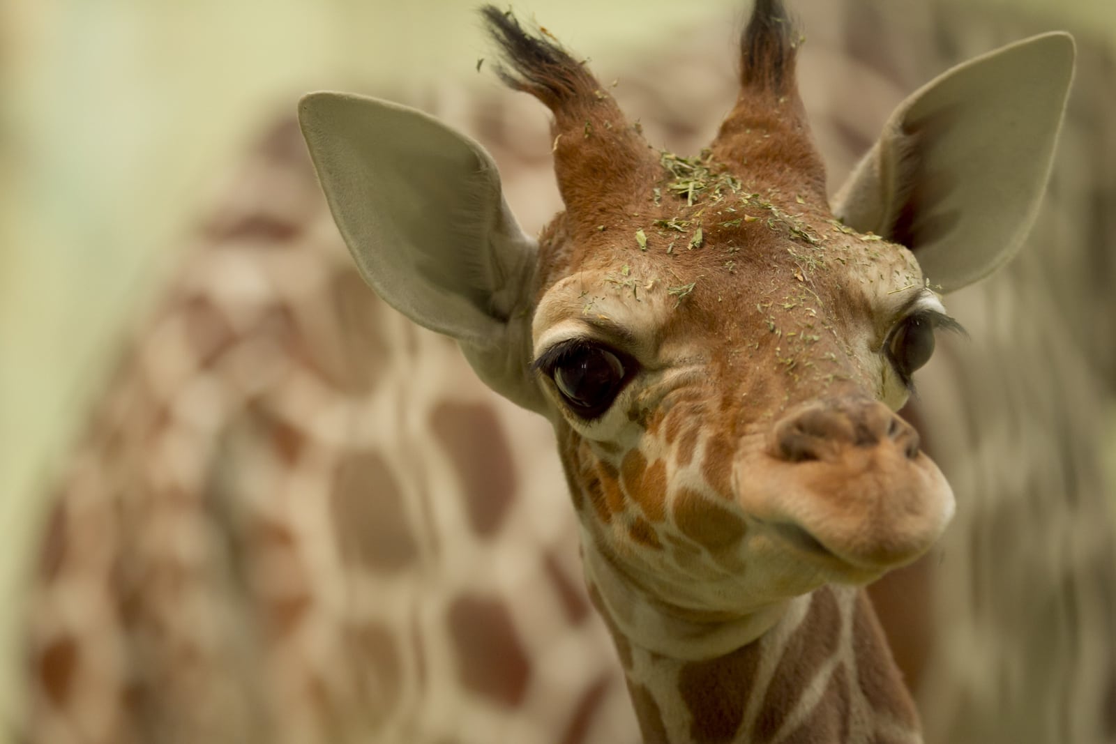 Long & Interesting Giraffe Facts for Kids - ChildFun