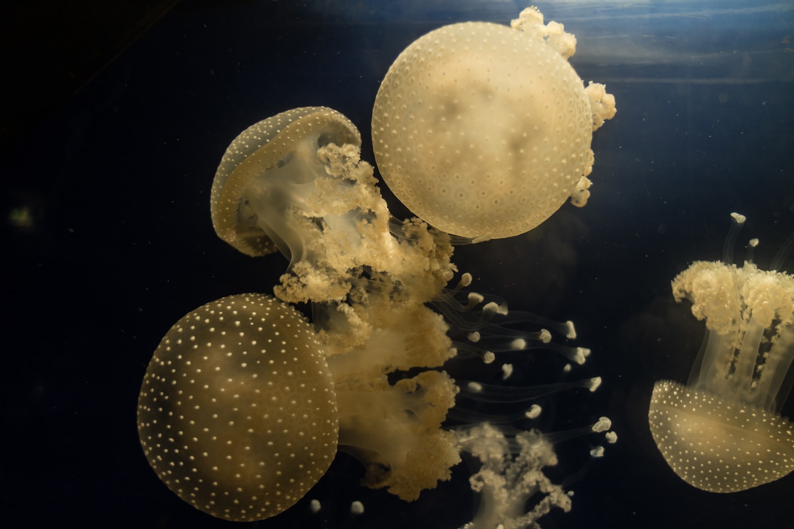Interesting Jellyfish Facts for Kids