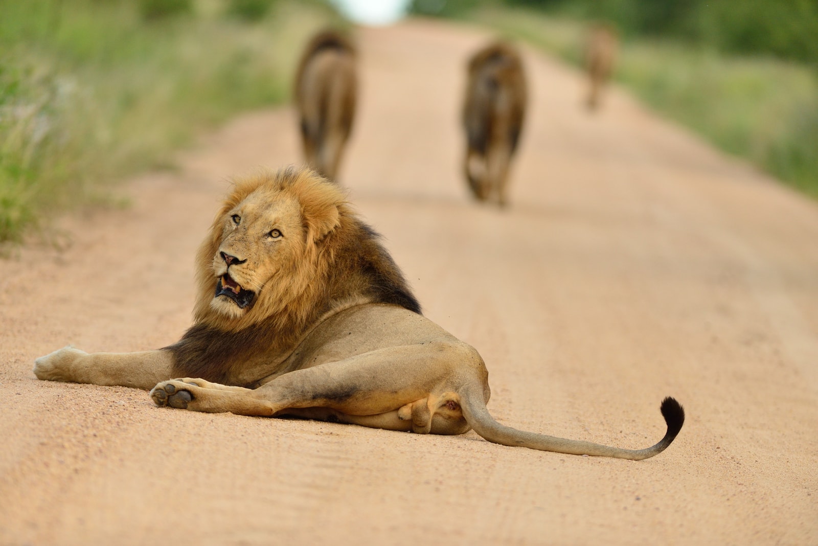 20+ Fun & Educational Lion Facts for Kids - ChildFun