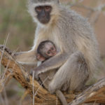 Interesting Monkey Facts for Kids