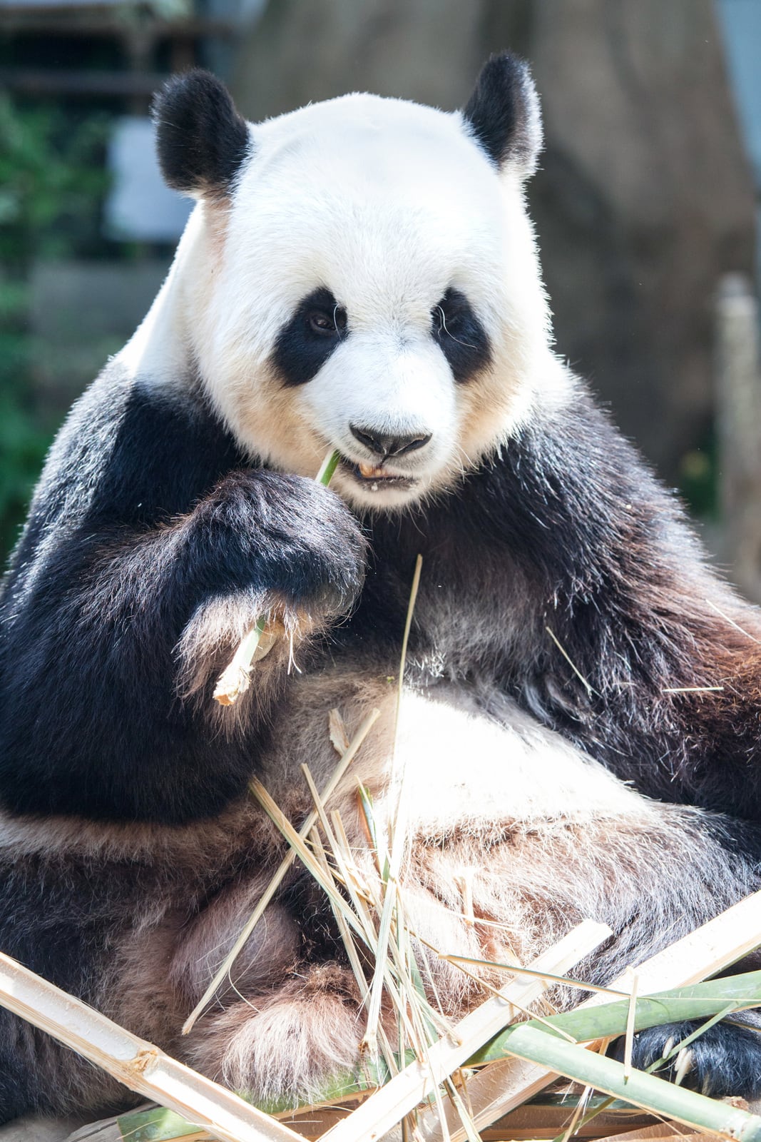 Interesting Panda Facts for Kids