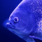Interesting Piranha Facts for Kids