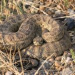 Interesting Rattlesnake Facts for Kids