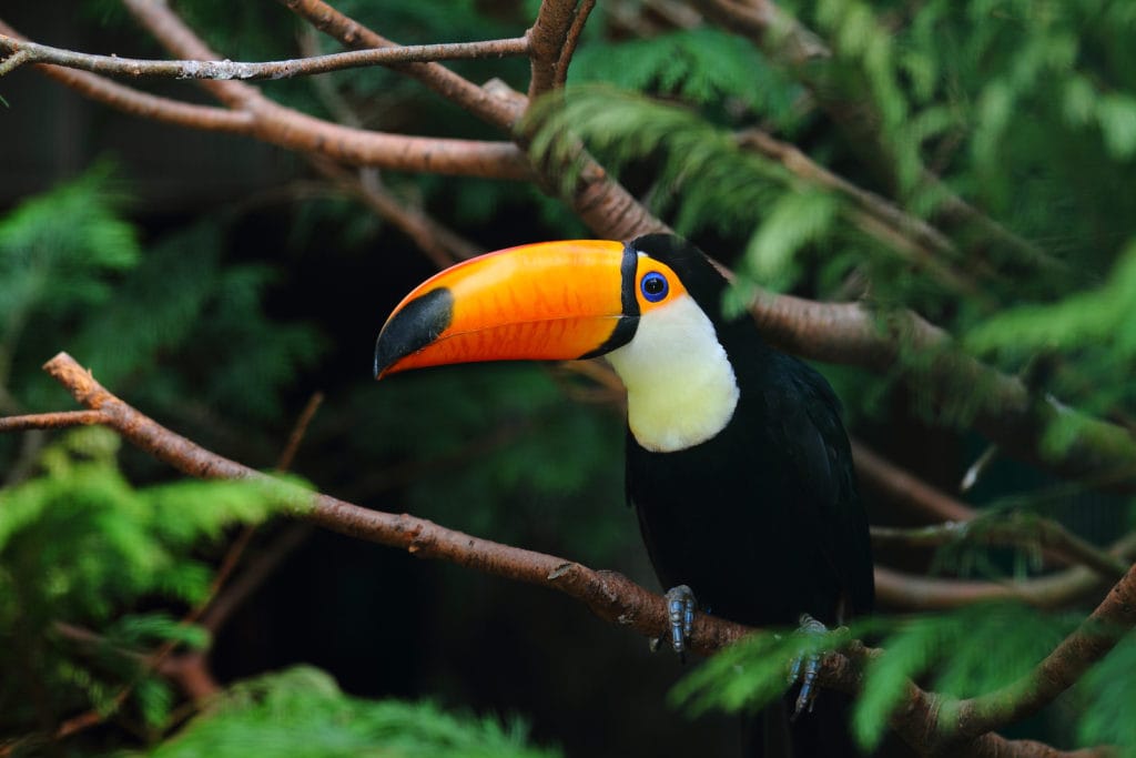 Interesting Toucan Facts for Kids ChildFun