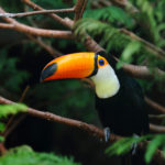 Interesting Toucan Facts for Kids