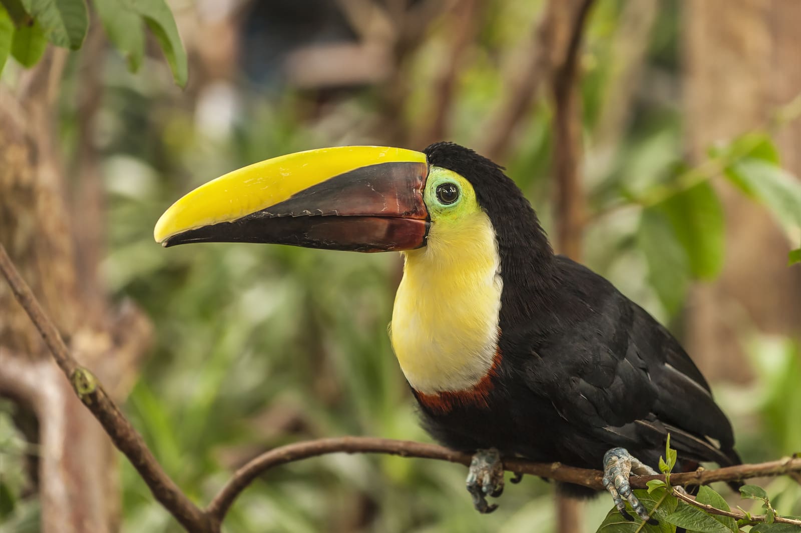Interesting Toucan Facts for Kids