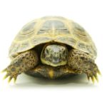 Interesting Turtle Facts for Kids
