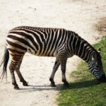 Interesting & Unique Zebra Facts for Kids