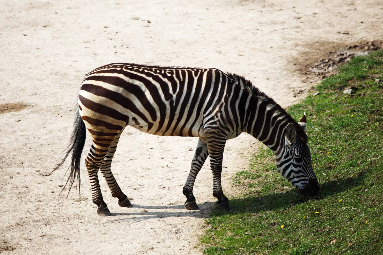 Interesting Zebra Facts for Kids