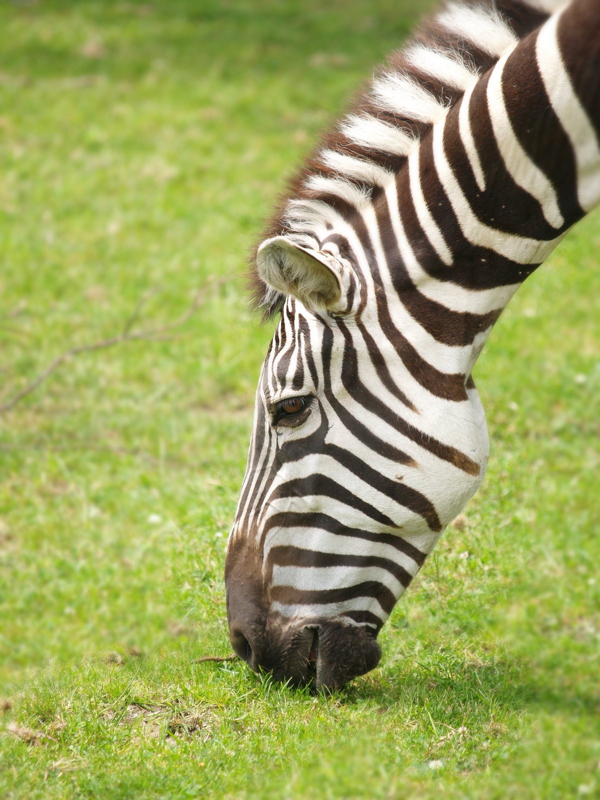 Interesting Zebra Facts for Kids
