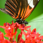 35 Fun & Strange Butterfly Facts for Kids