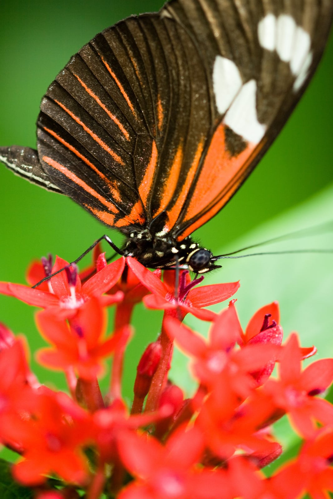 Mind-Blowing Butterfly Facts for Kids