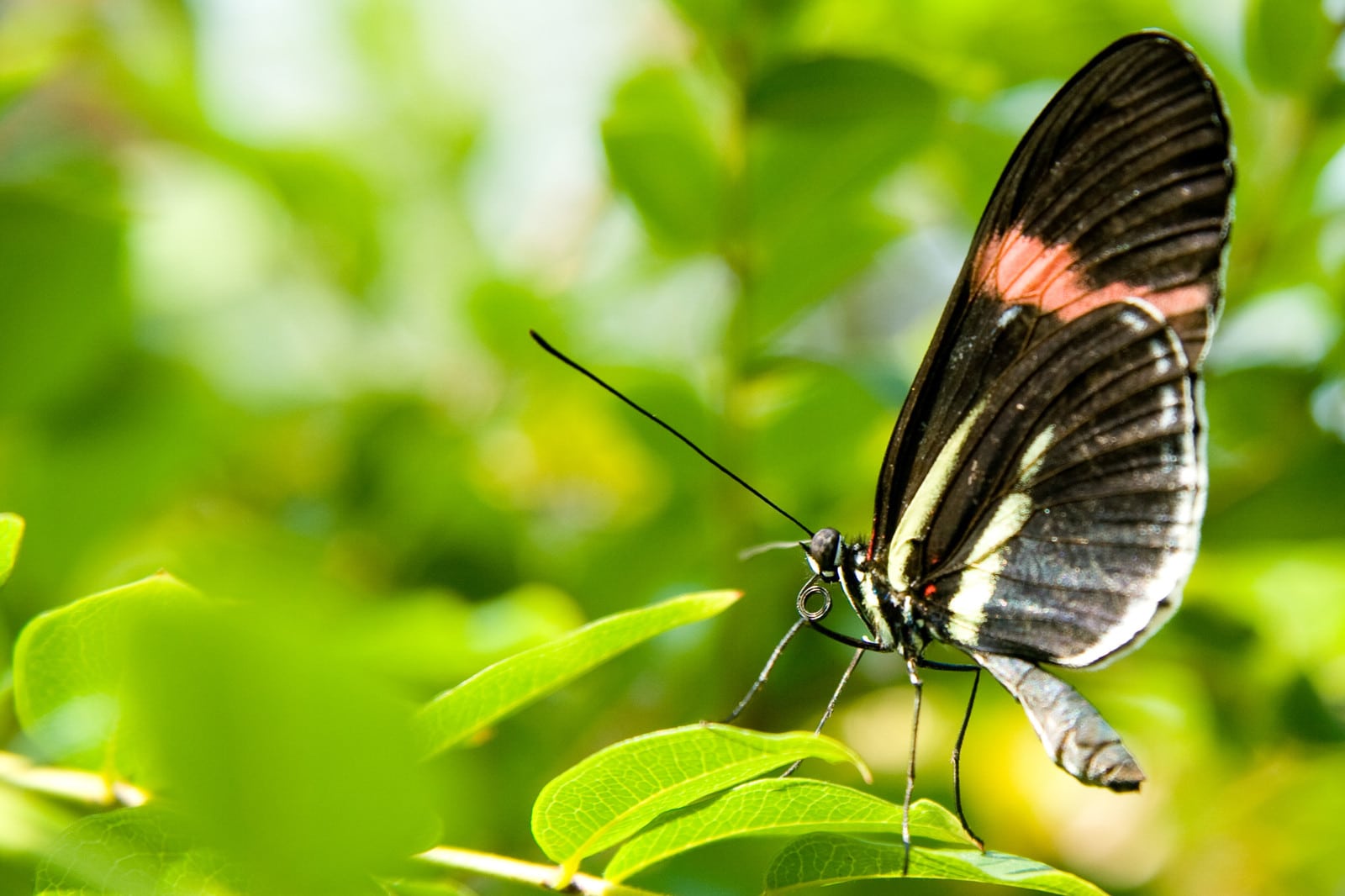 Mind-Blowing Butterfly Facts for Kids