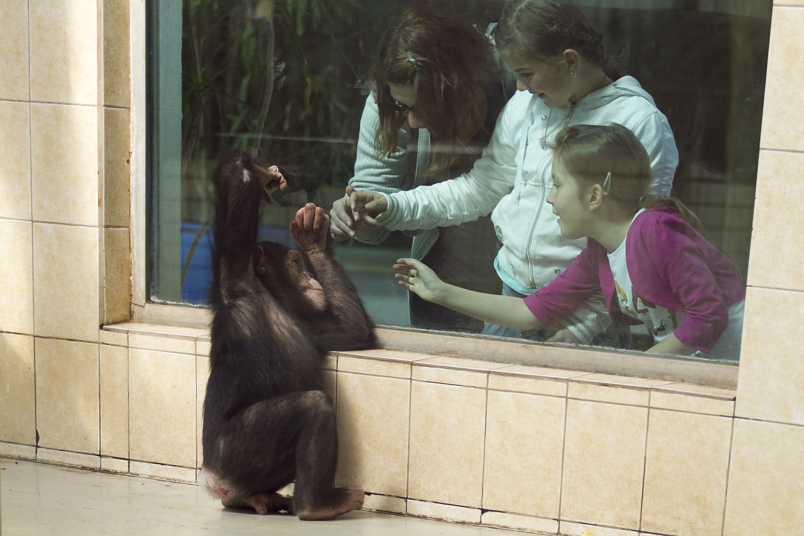 Mind-Blowing Chimpanzee Facts for Kids