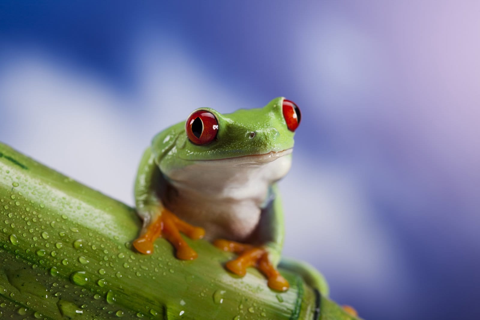 Creative and Funny Frog Puns for Kids