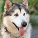 16 Mind-Blowing Husky Wolf Facts for Kids