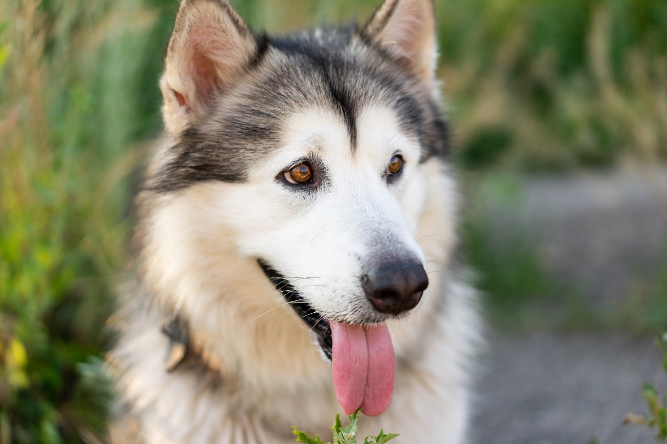 Mind-Blowing Husky Wolf Facts for Kids