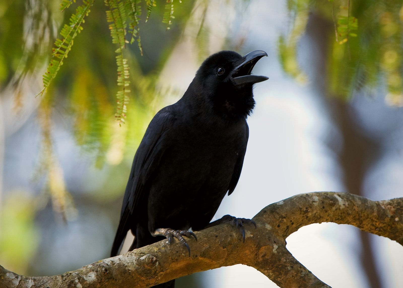 Corvid Jokes That Will Murder You With Laughter
