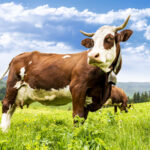 Cow Puns That’ll Tip You Over From Laughter